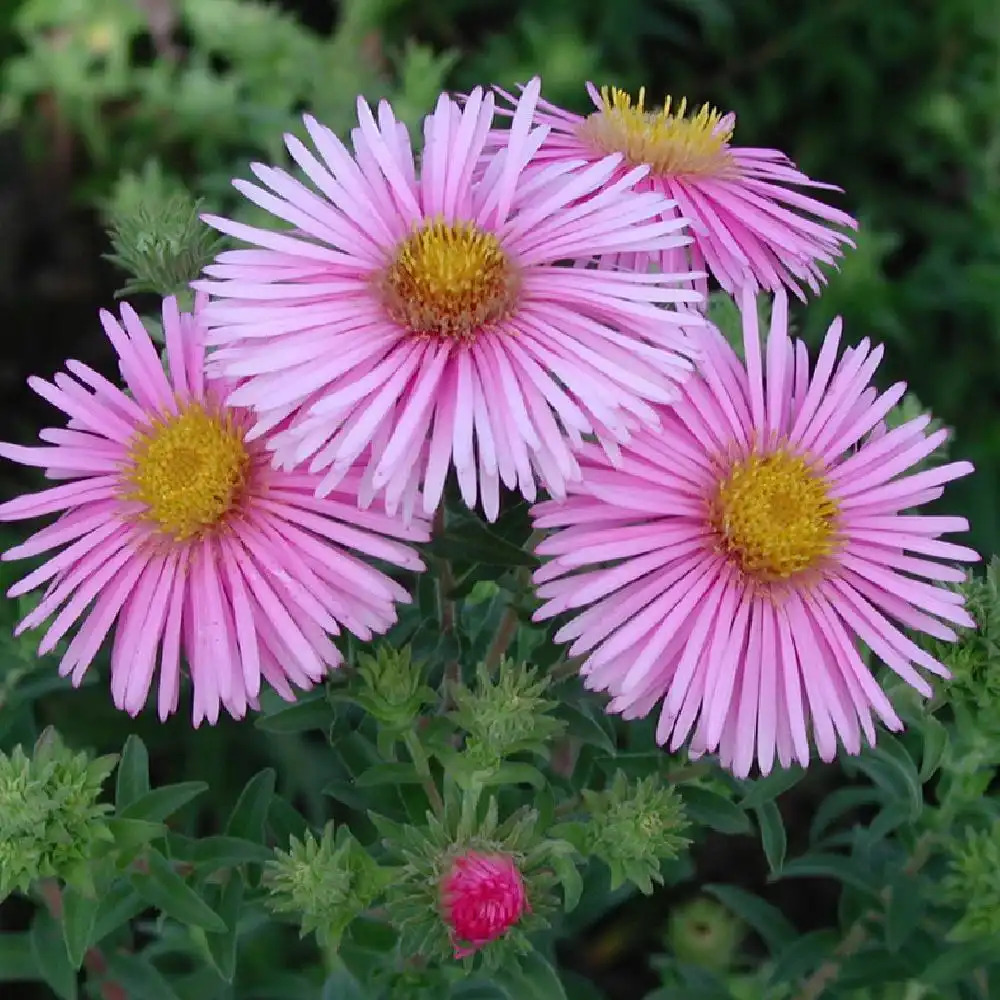 ASTER na 'Madame Loyau'