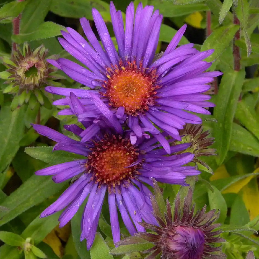 ASTER na 'Purple Dome'