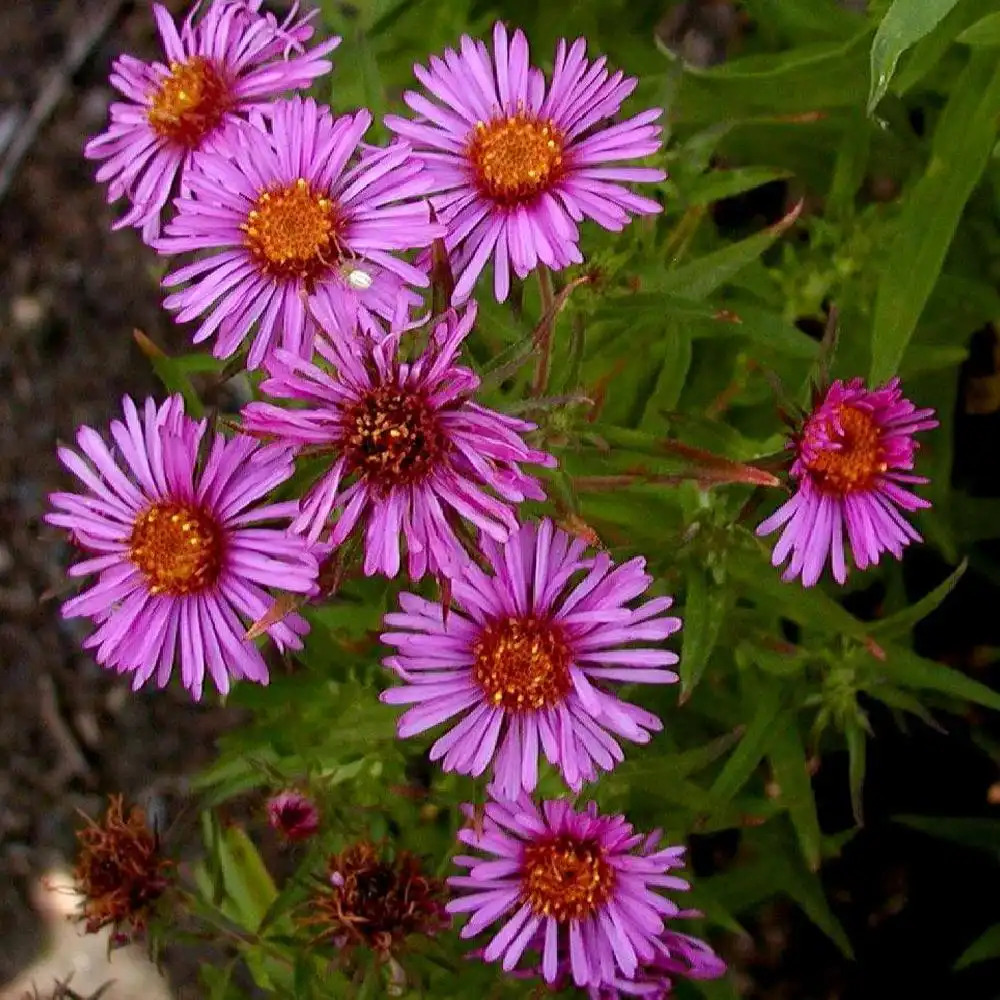 ASTER na 'Rosanna'