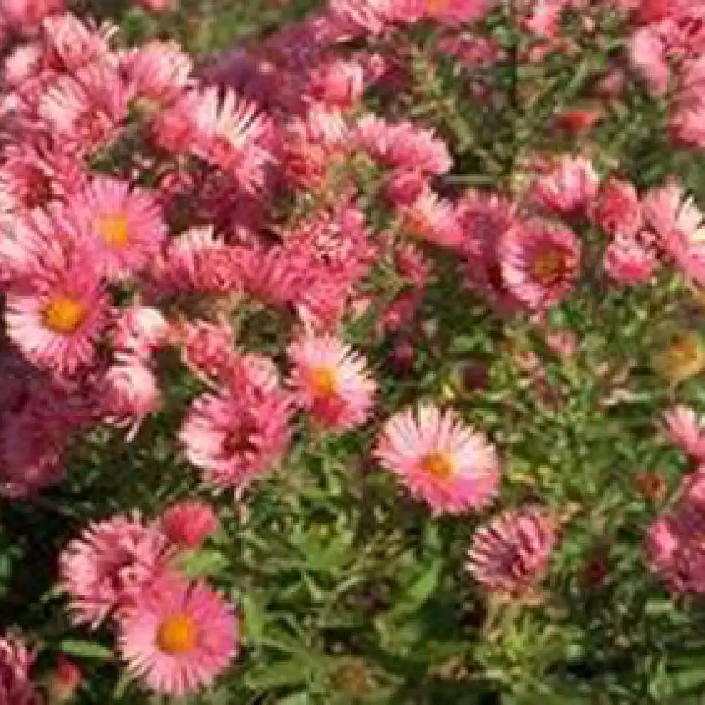 ASTER na 'Rudelsburg'