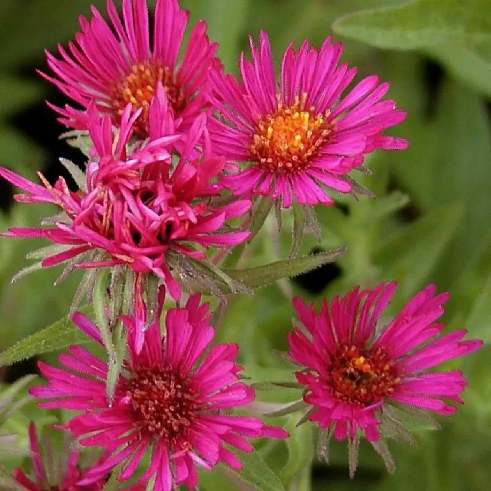 ASTER na 'Septemberrubin'