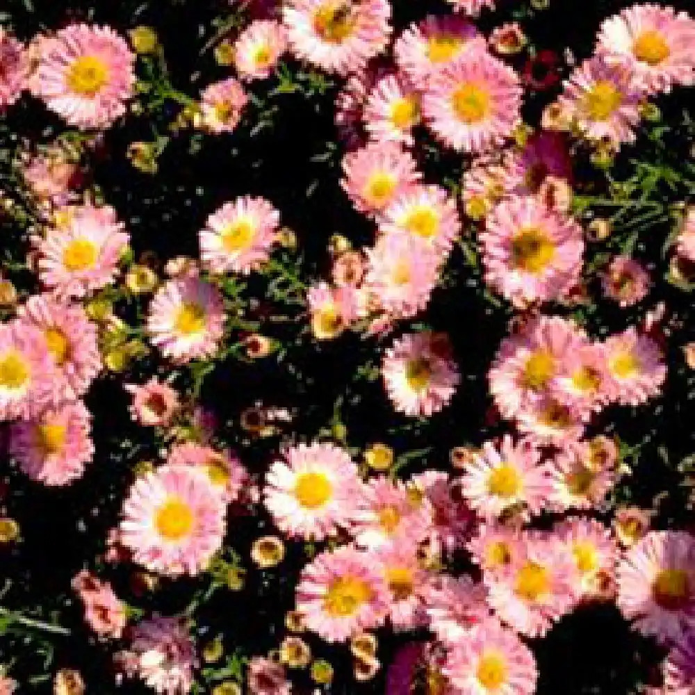 ASTER nb 'Angela Peel'