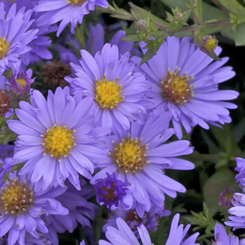 ASTER nb 'Audrey'