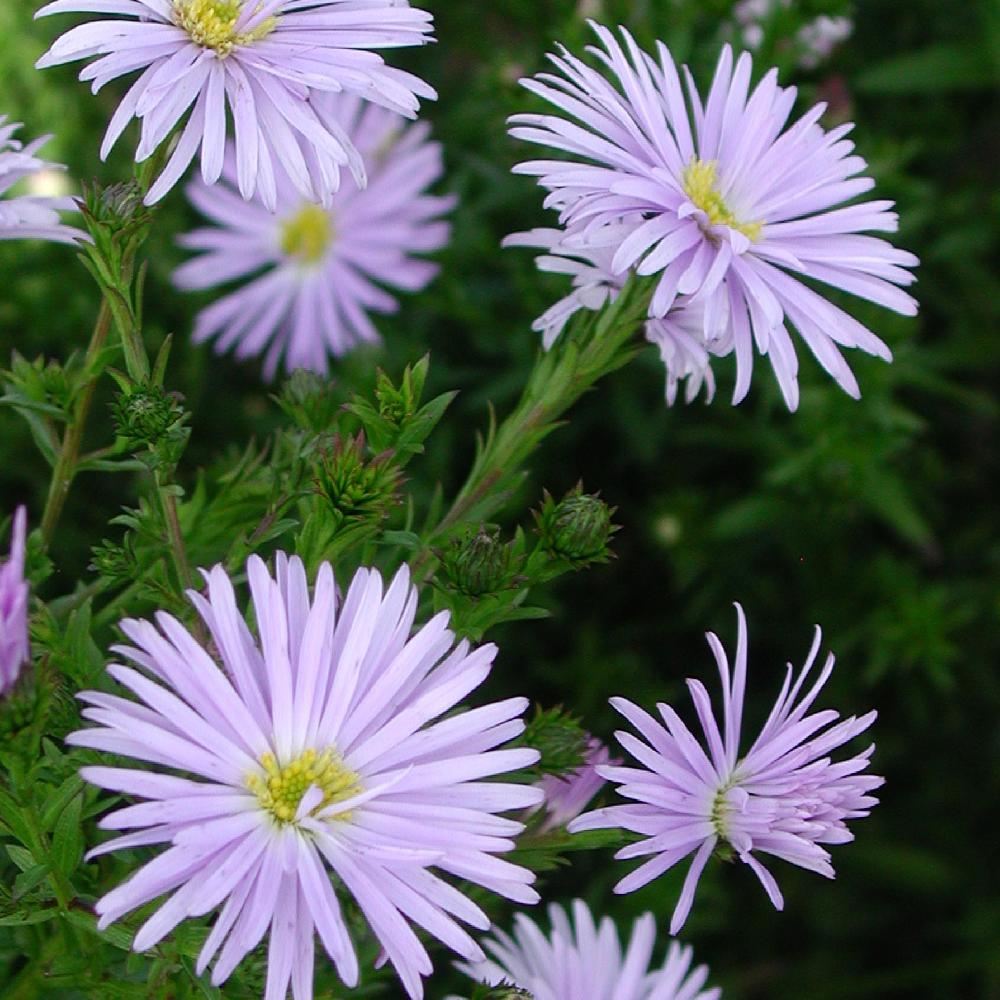 ASTER nb 'Blue Radiance'