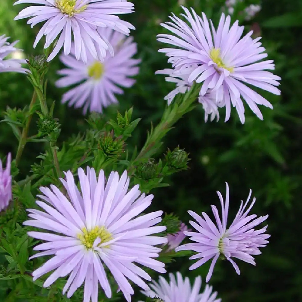 ASTER nb 'Blue Radiance'