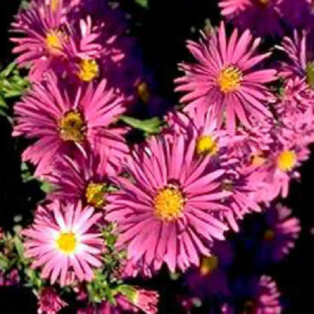 ASTER nb 'Bracieux'