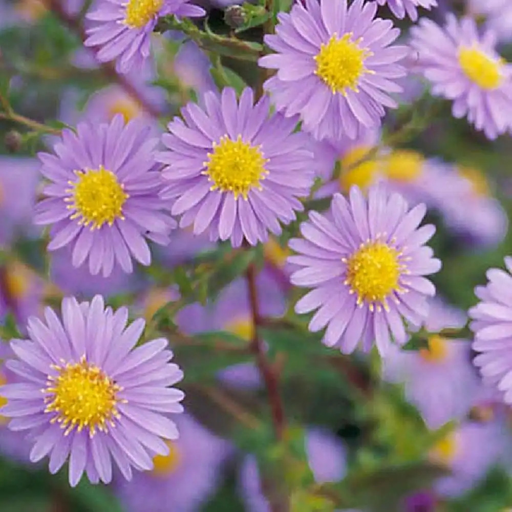 ASTER nb 'Climax'