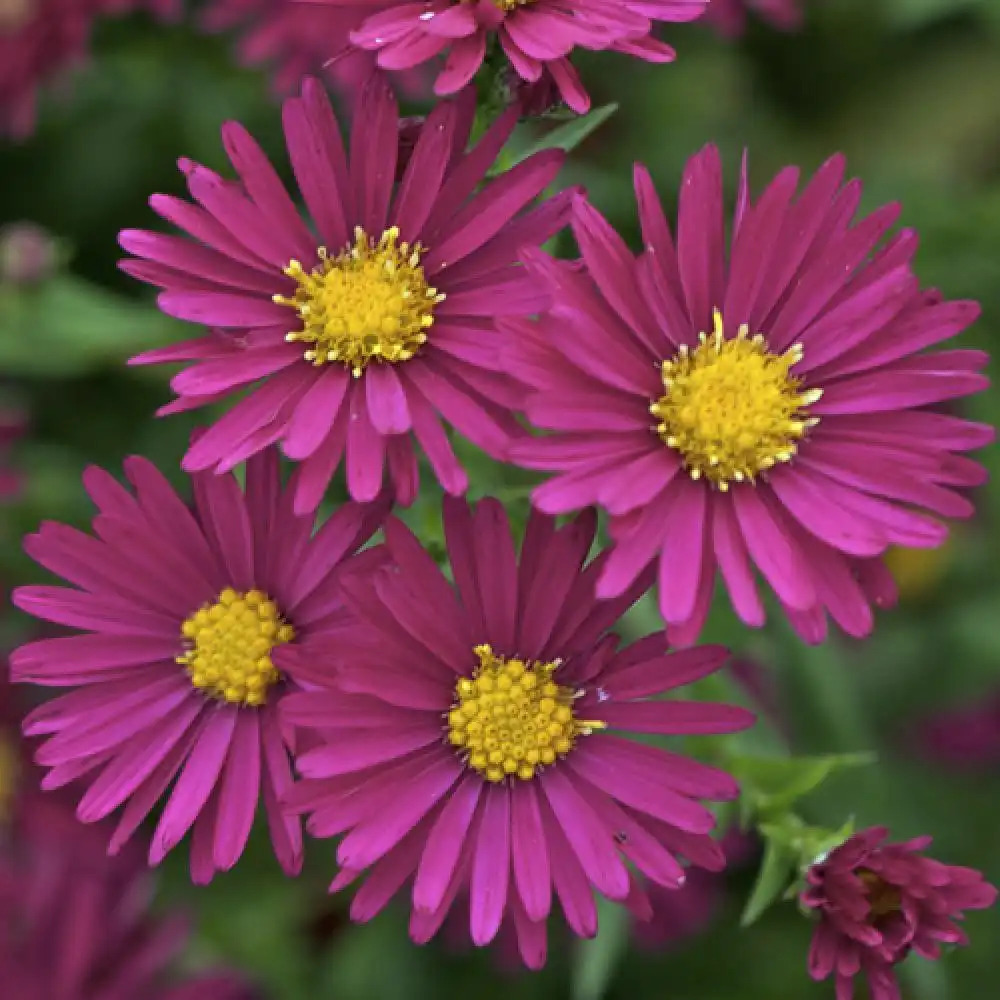 ASTER nb 'Crimson Brocade'