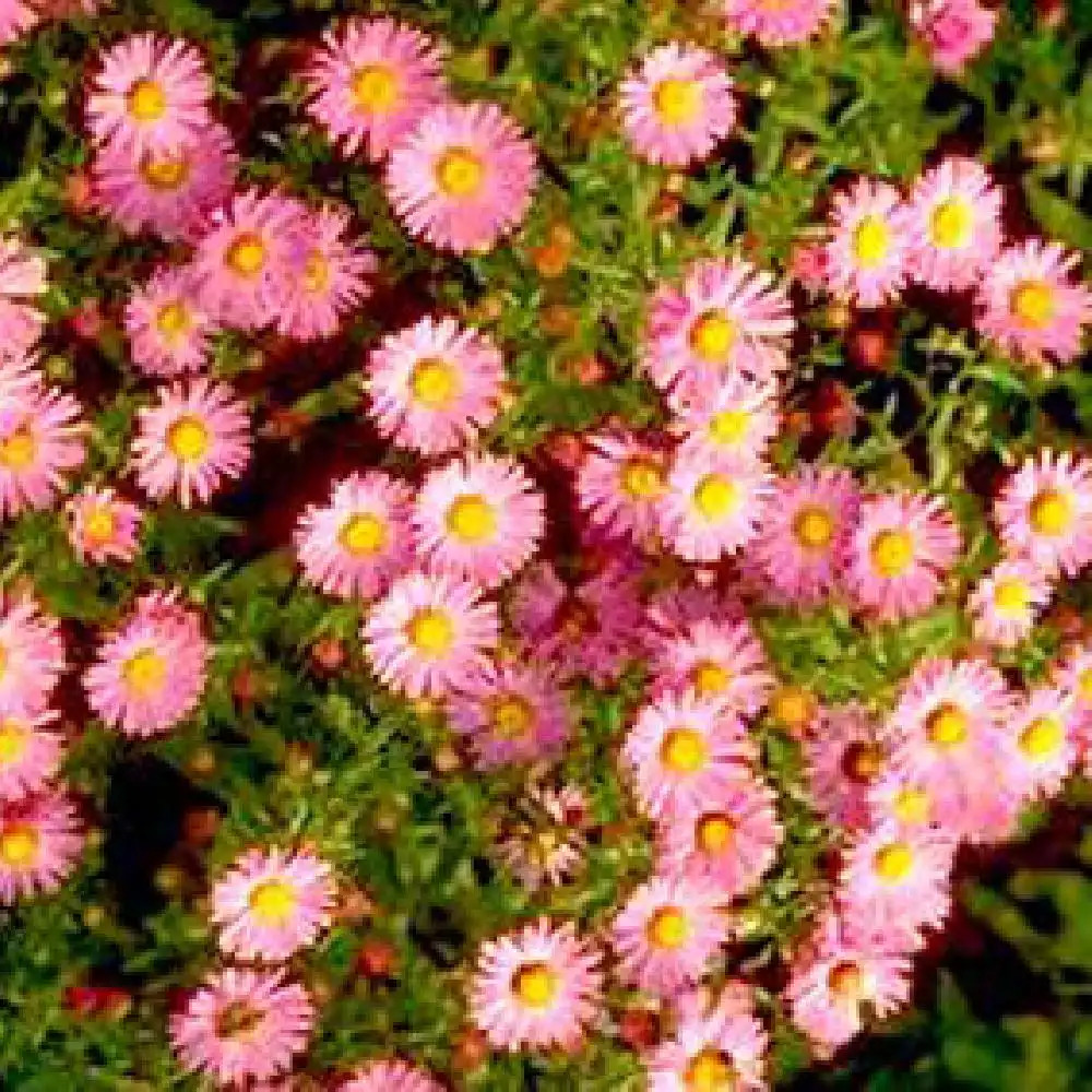 ASTER nb 'Dumnacus'