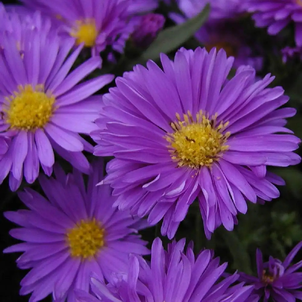 ASTER nb 'Eventide'