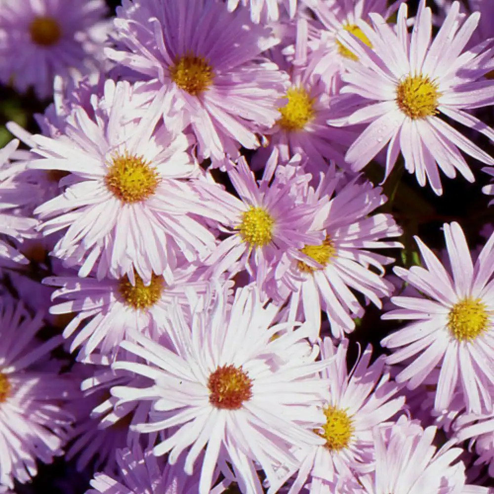 ASTER nb 'Fellowship'