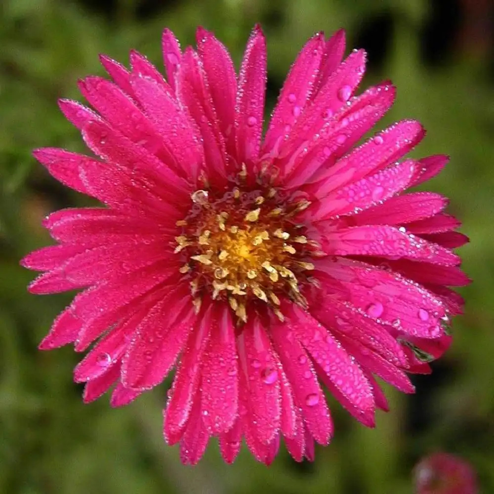 ASTER nb 'Freda Ballard'