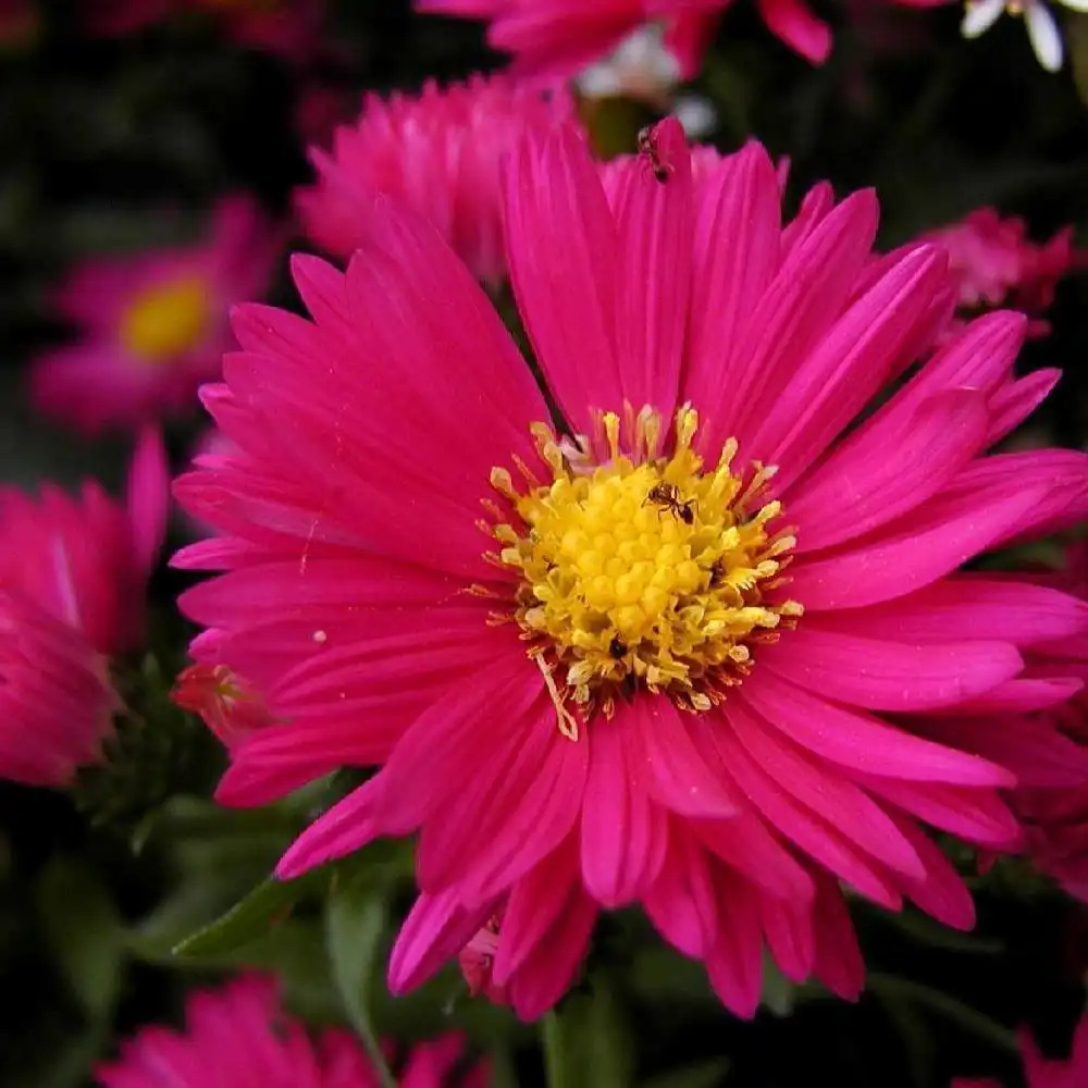 ASTER nb 'Helen Ballard'
