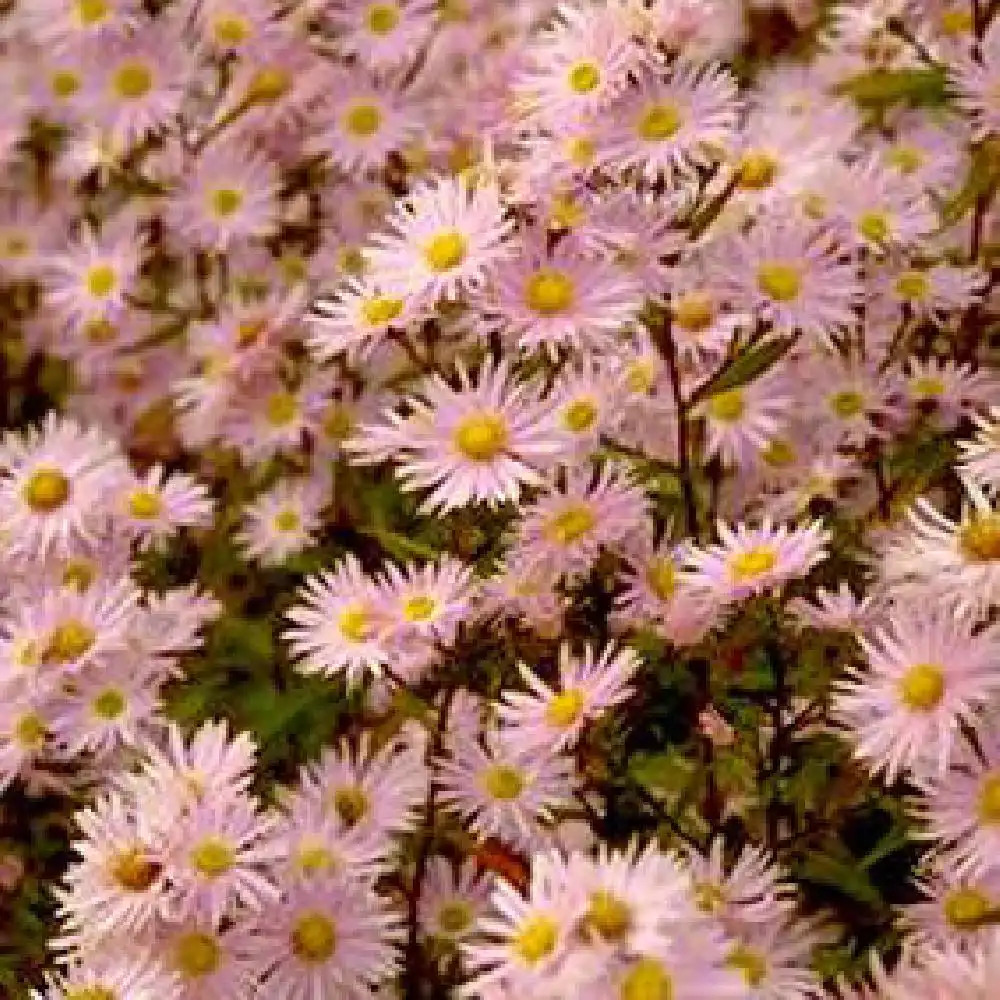 ASTER nb 'Julia'