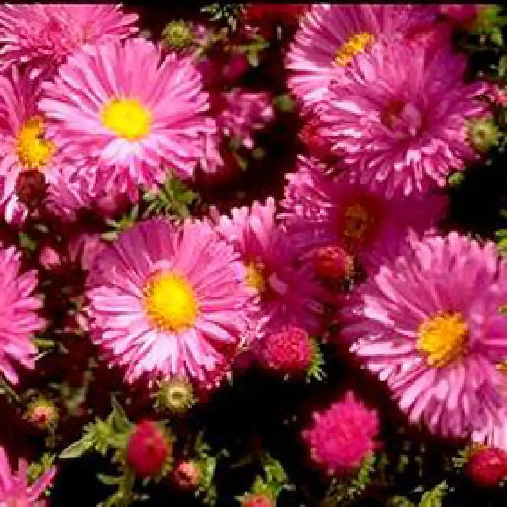 ASTER nb 'Lady Frances'