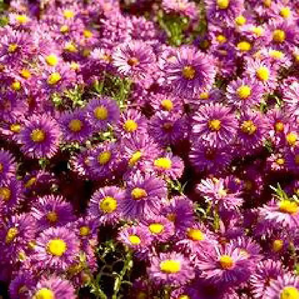 ASTER nb 'La Ferté'