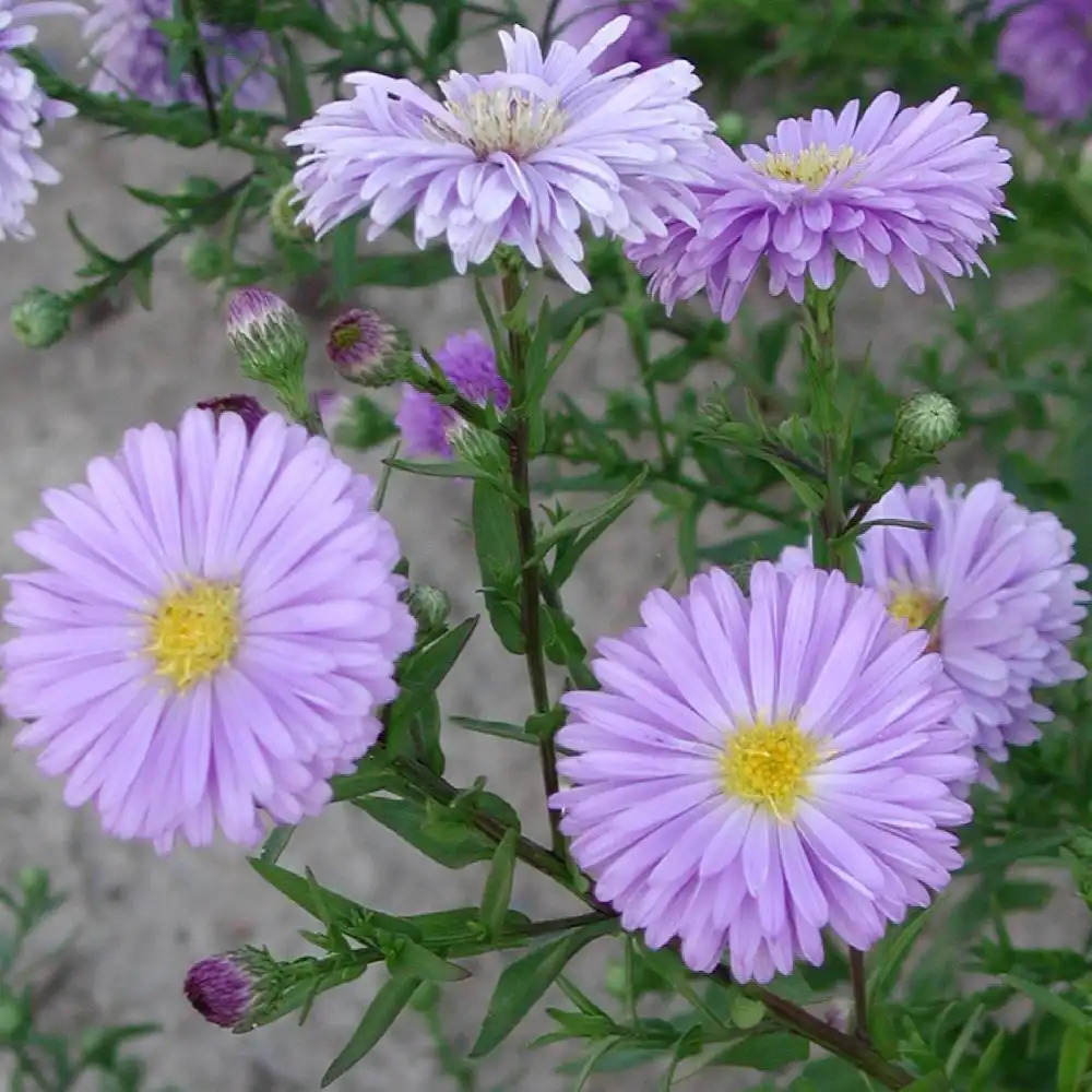 ASTER nb 'Marie Ballard'