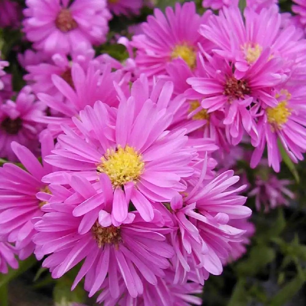 ASTER nb 'Patricia Ballard'