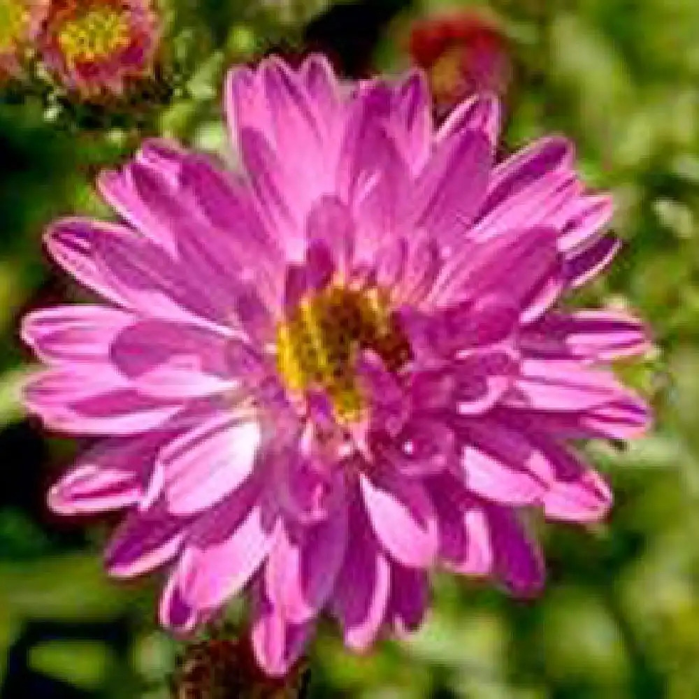 ASTER nb 'Royal Velvet'