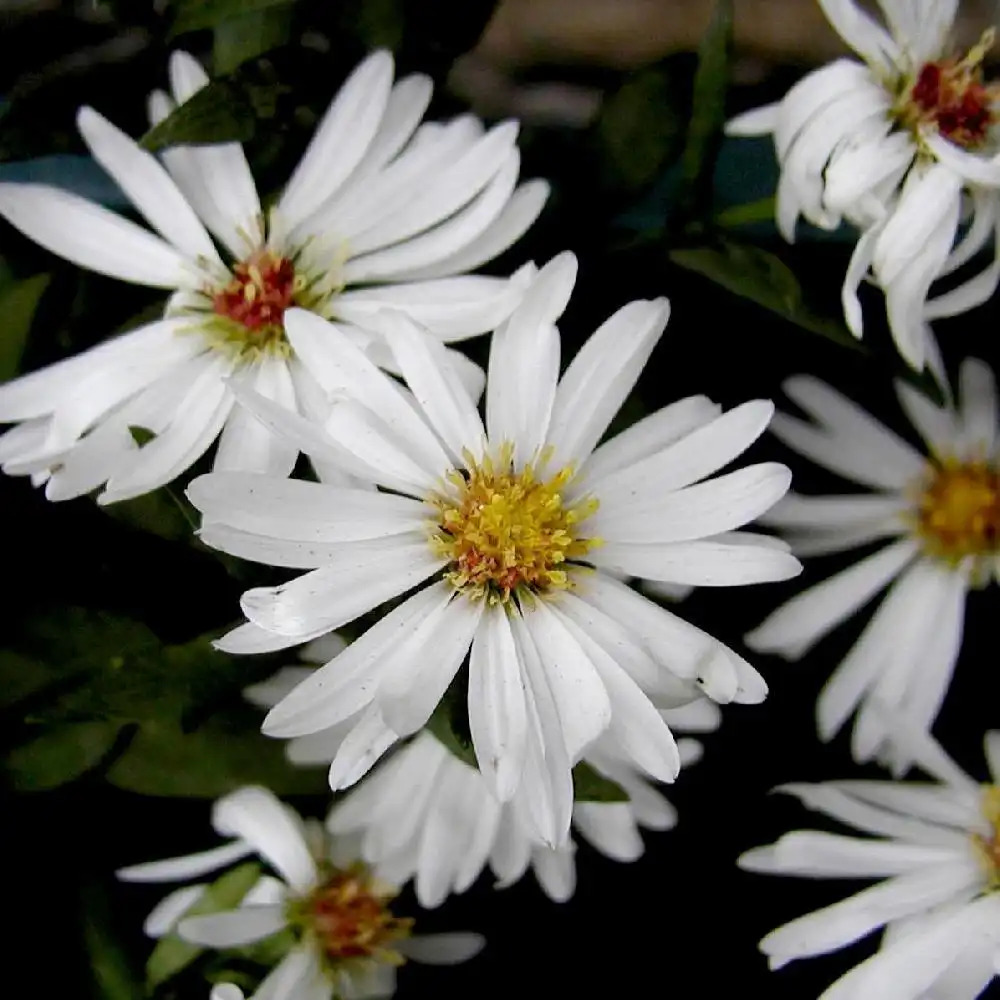 ASTER nb 'White Ladies'