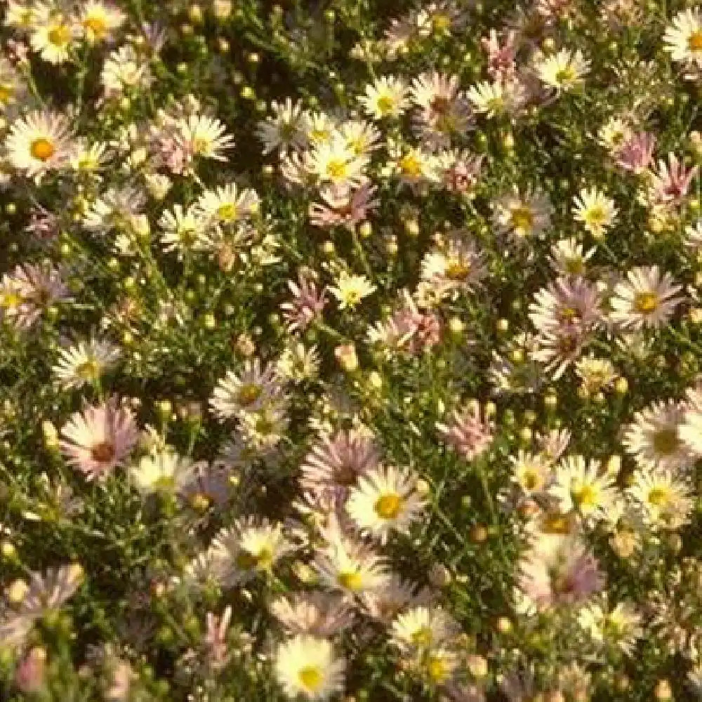 ASTER 'Pearl Star'