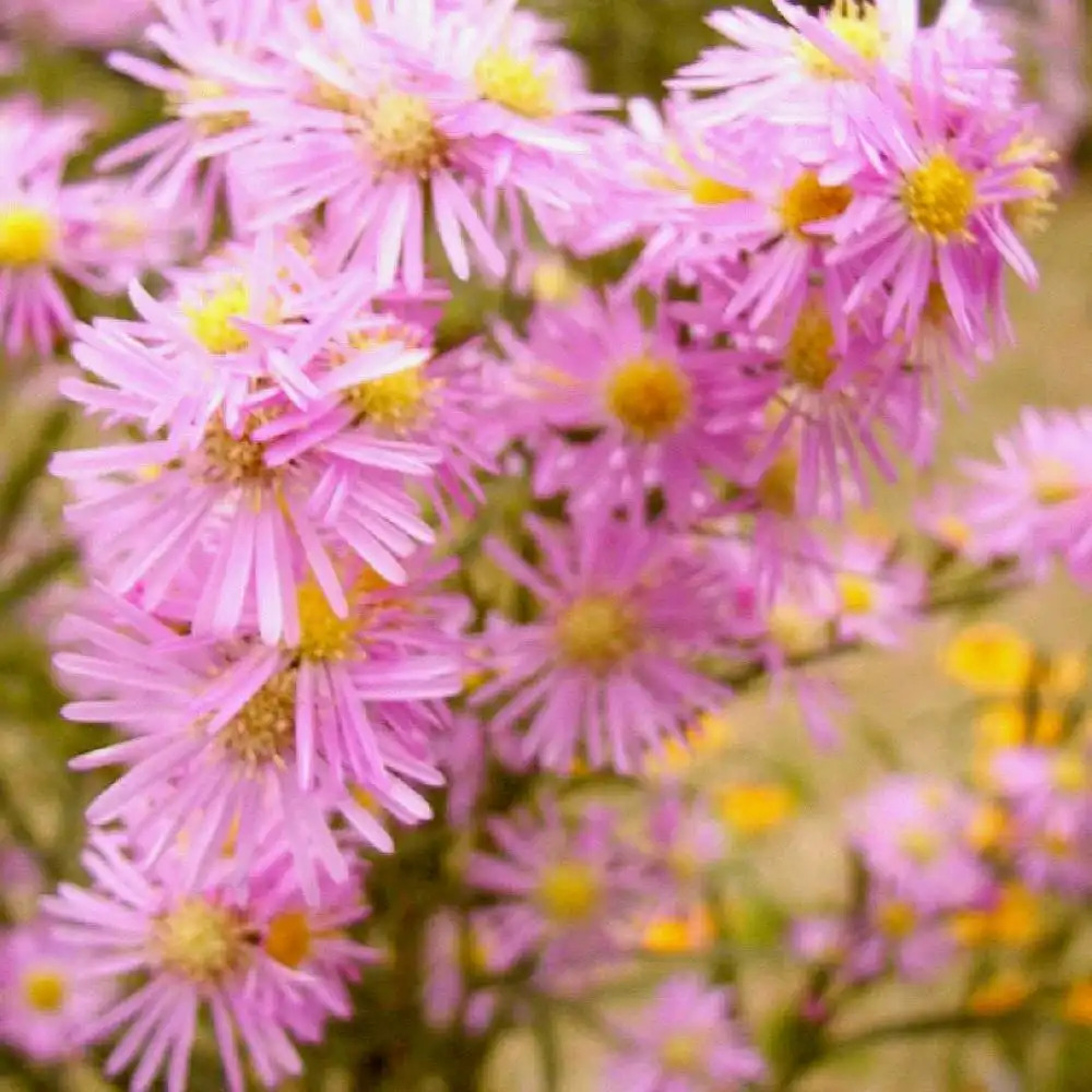 ASTER ericoides 'Pink Star'