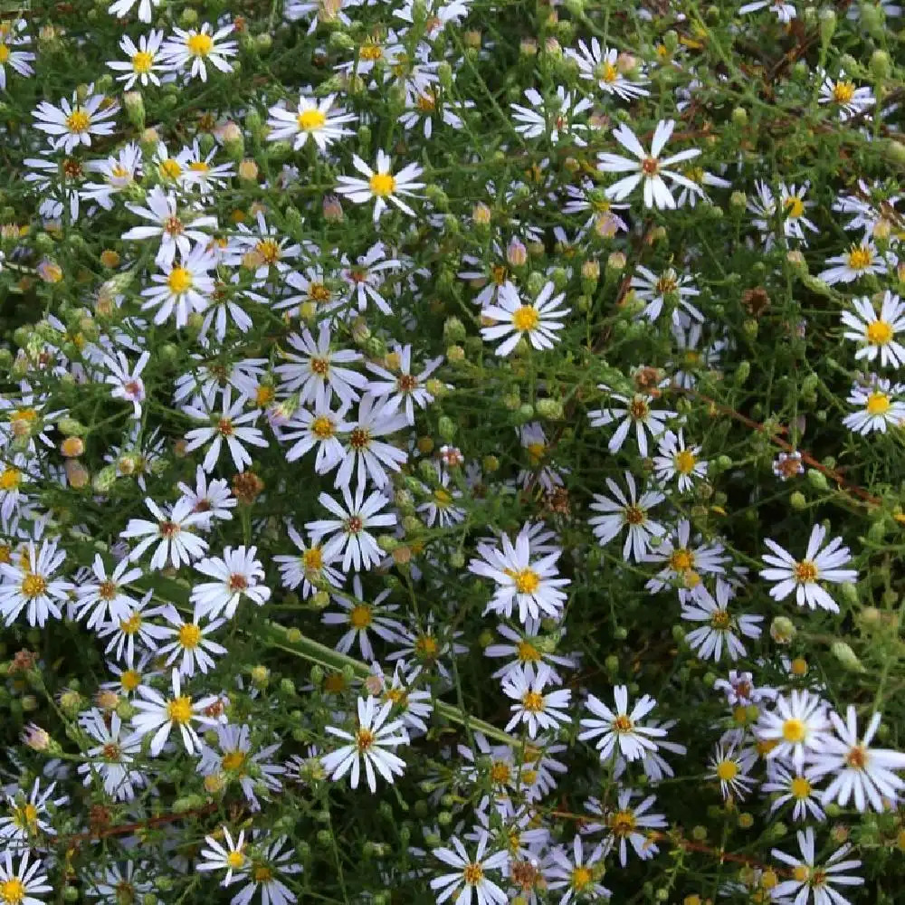 ASTER pilosus