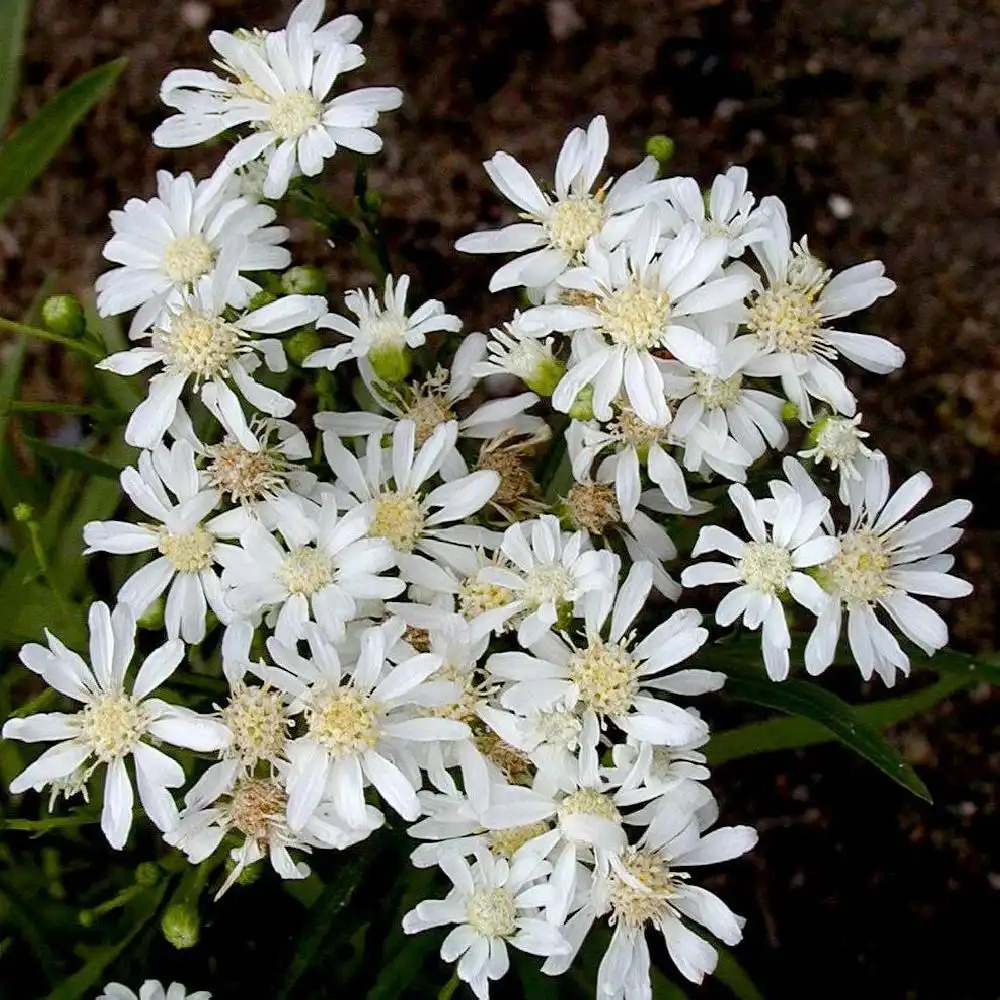 ASTER ptarmicoides 'Major'