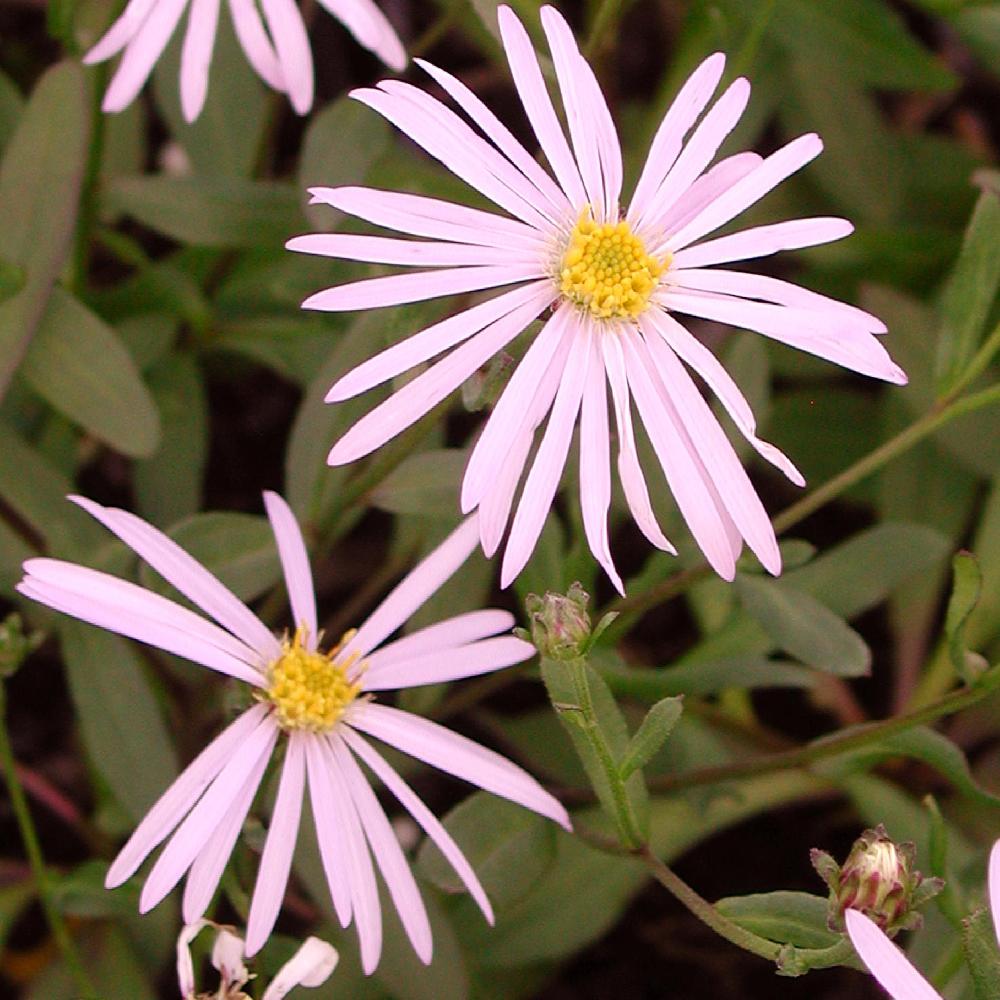 ASTER pyrenaeus 'Lutetia'