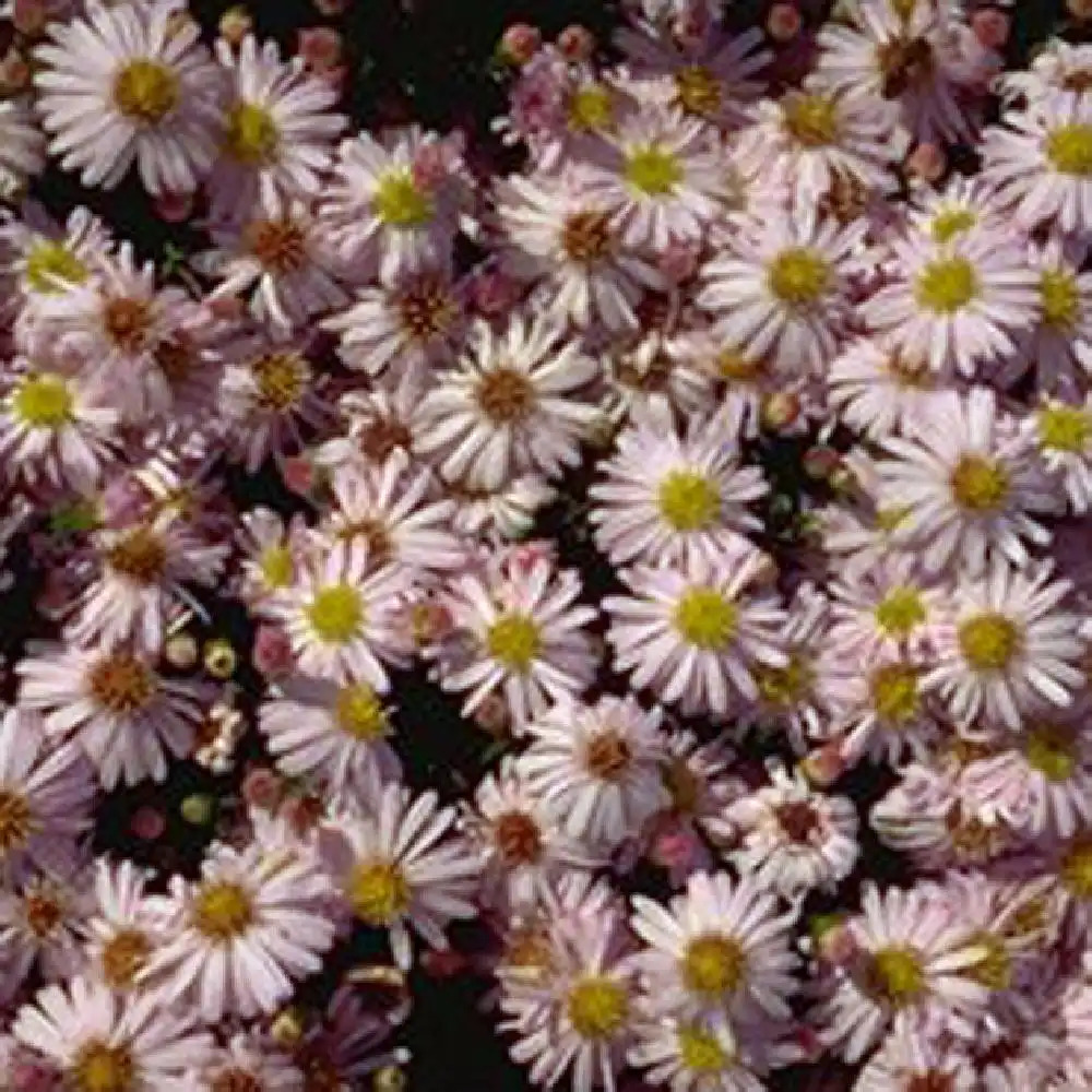 ASTER dumosus 'Rosenkissen'