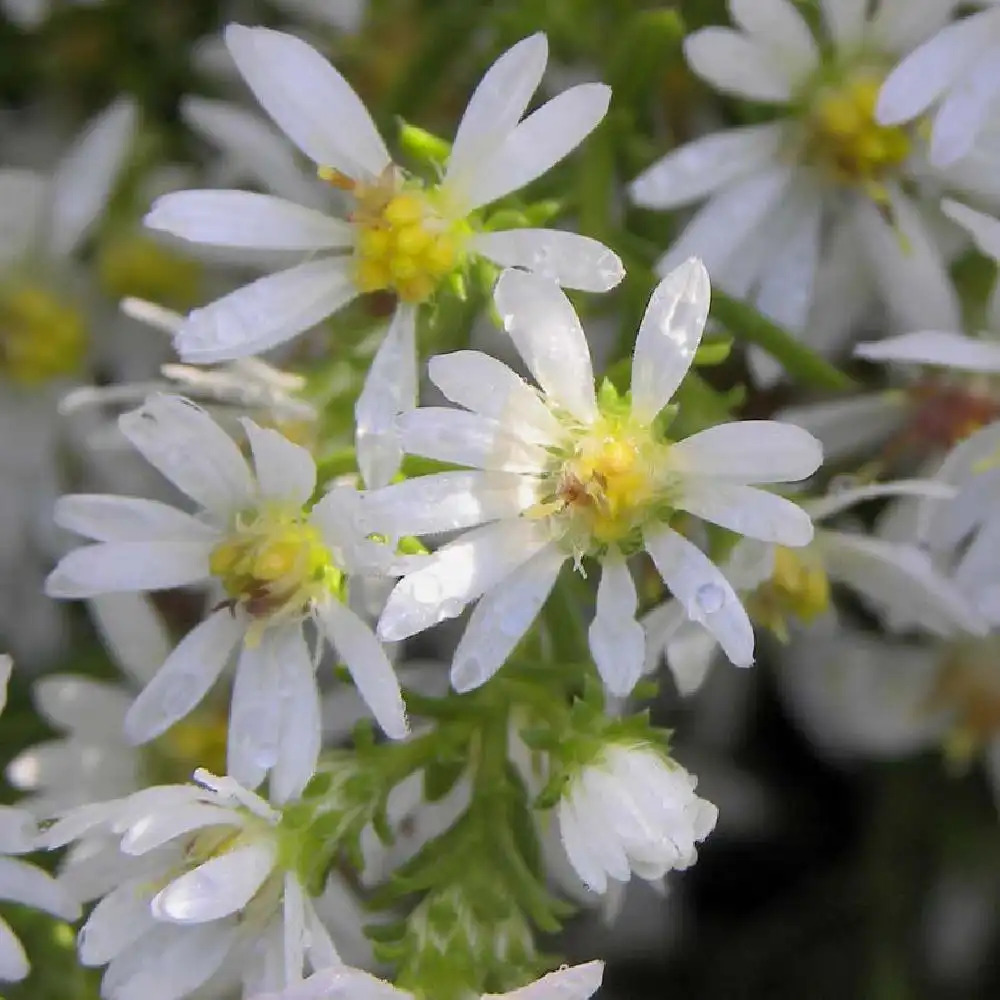 ASTER ericoides 'Schneegitter'