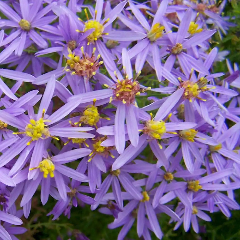 ASTER sedifolius 'Nanus'