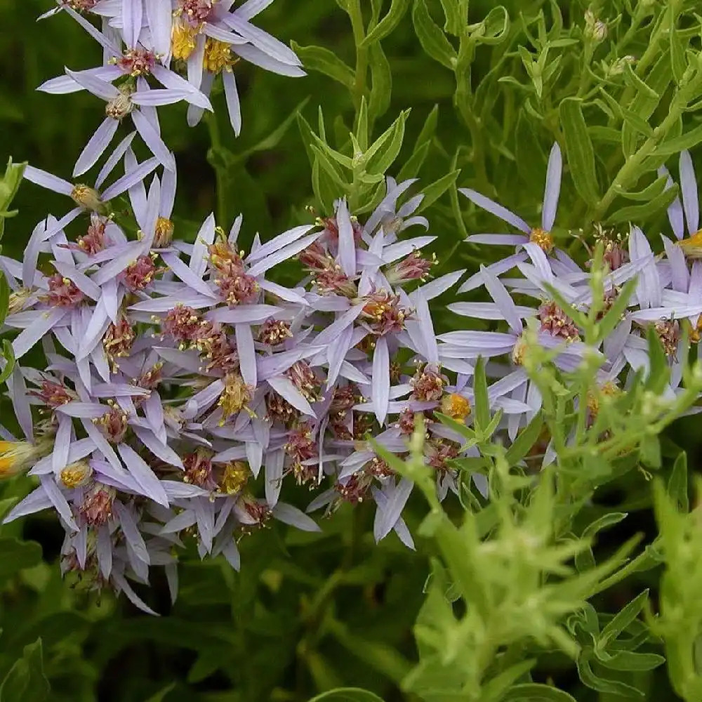 ASTER sedifolus ssp sedifolius (A. dracunculoides)