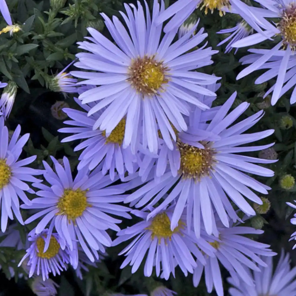 ASTER dumosus 'Silberblaukissen'