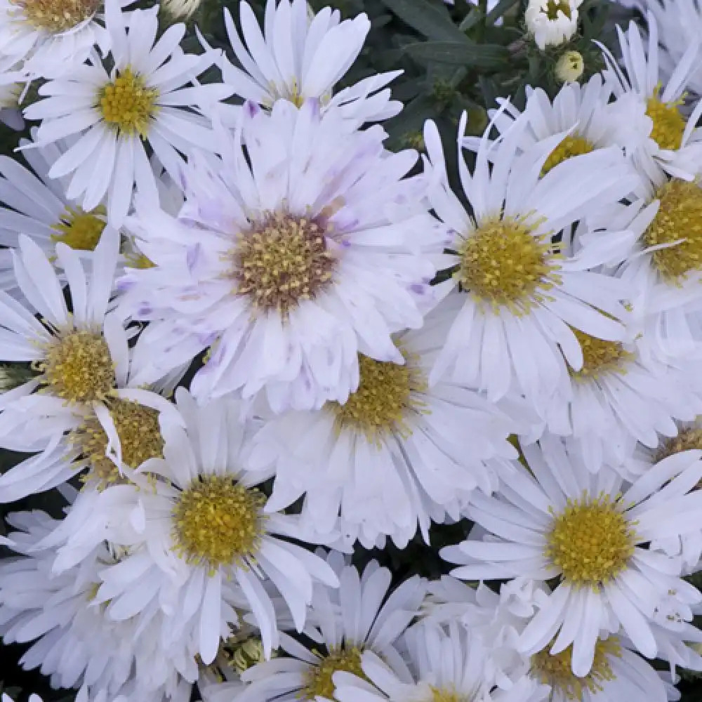 ASTER dumosus 'Snowsprite'