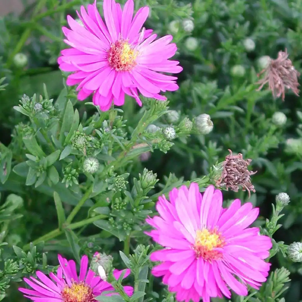 ASTER dumosus 'Starlight'