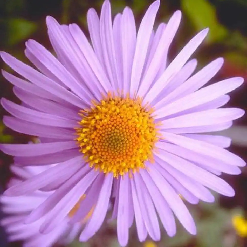 ASTER tongolensis 'Berggartenzwerg'