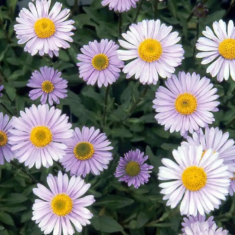 ASTER tongolensis 'Berggarten'