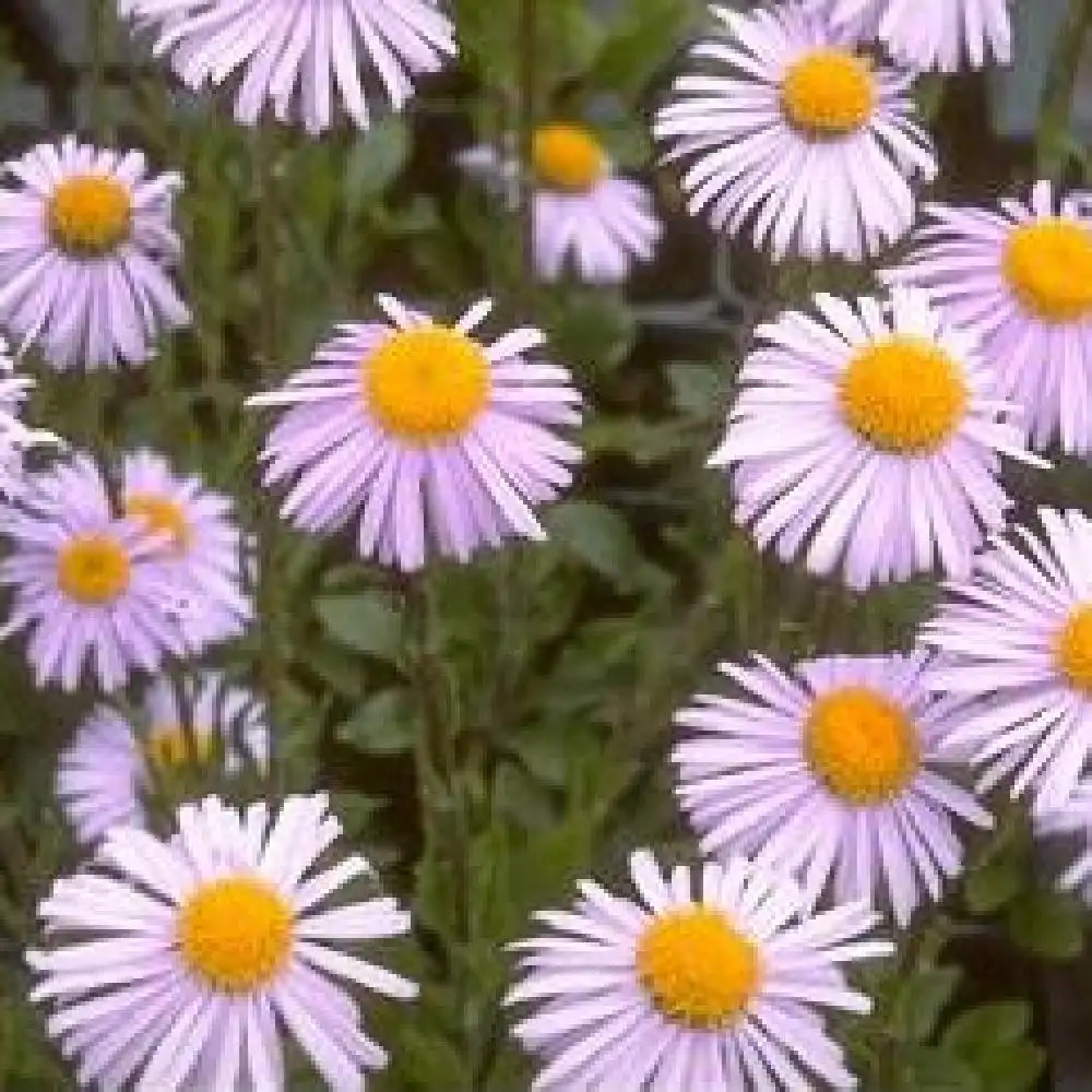 ASTER tongolensis 'Leuchtenburg'