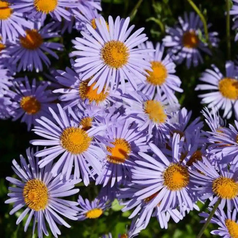 ASTER tongolensis 'Napsbury'