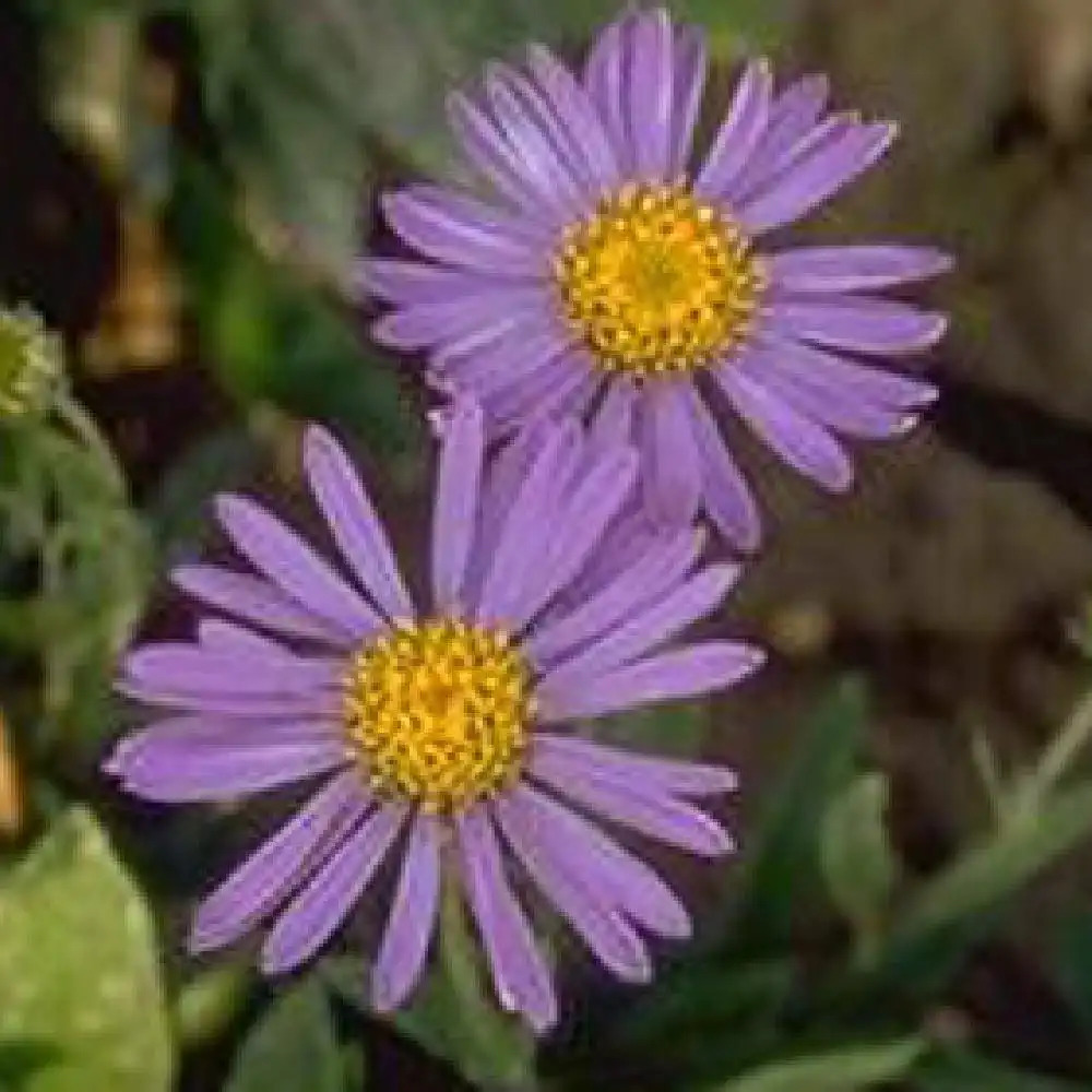 ASTER tongolensis 'Sternschnuppe'