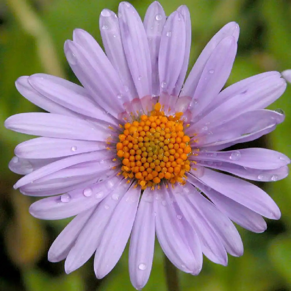 ASTER tongolensis 'Wartburgstern'