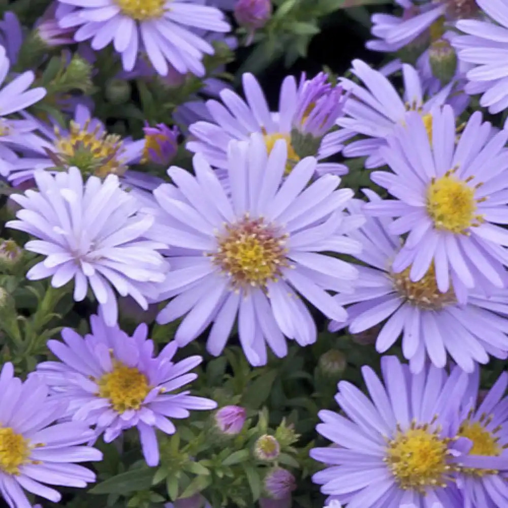 ASTER dumosus 'Victor'