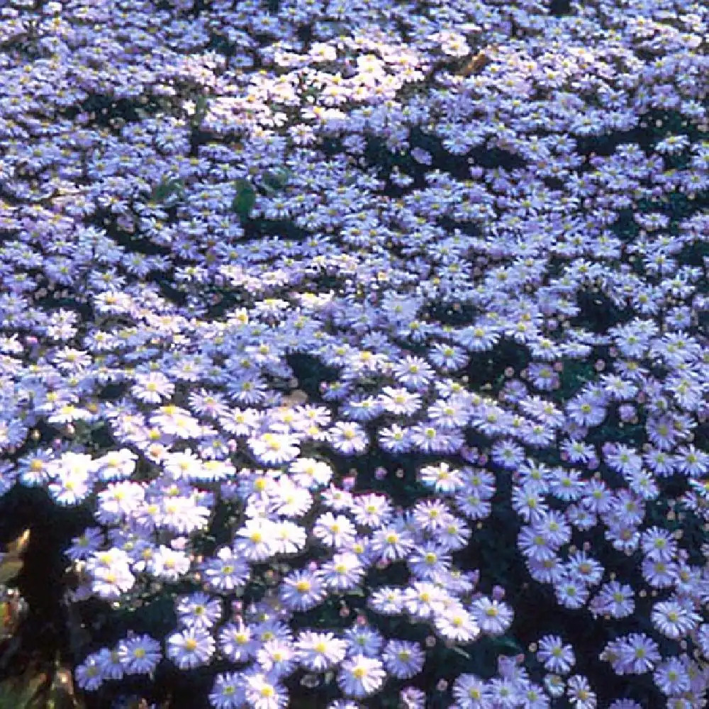 ASTER dumosus 'Victor'