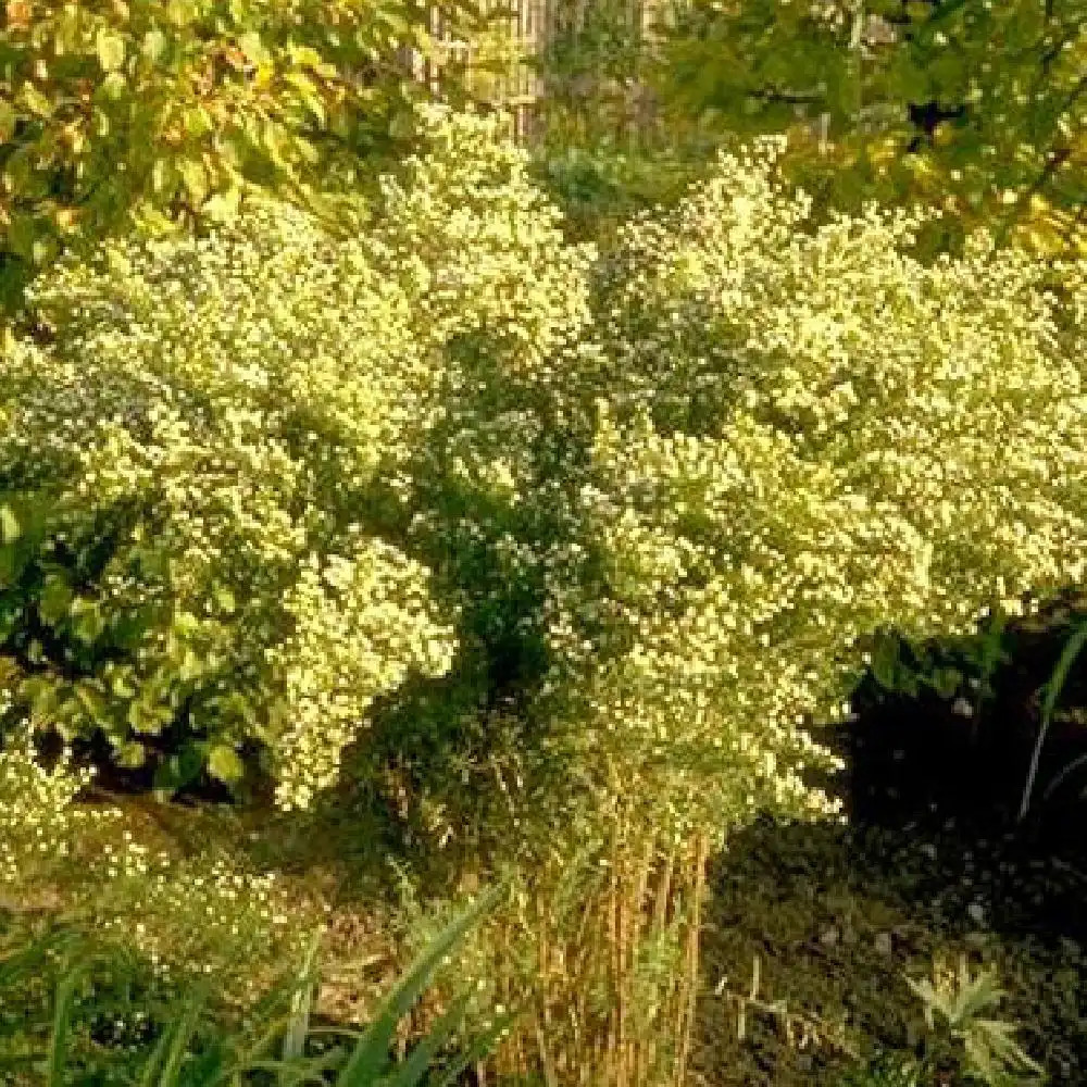 ASTER vimineus