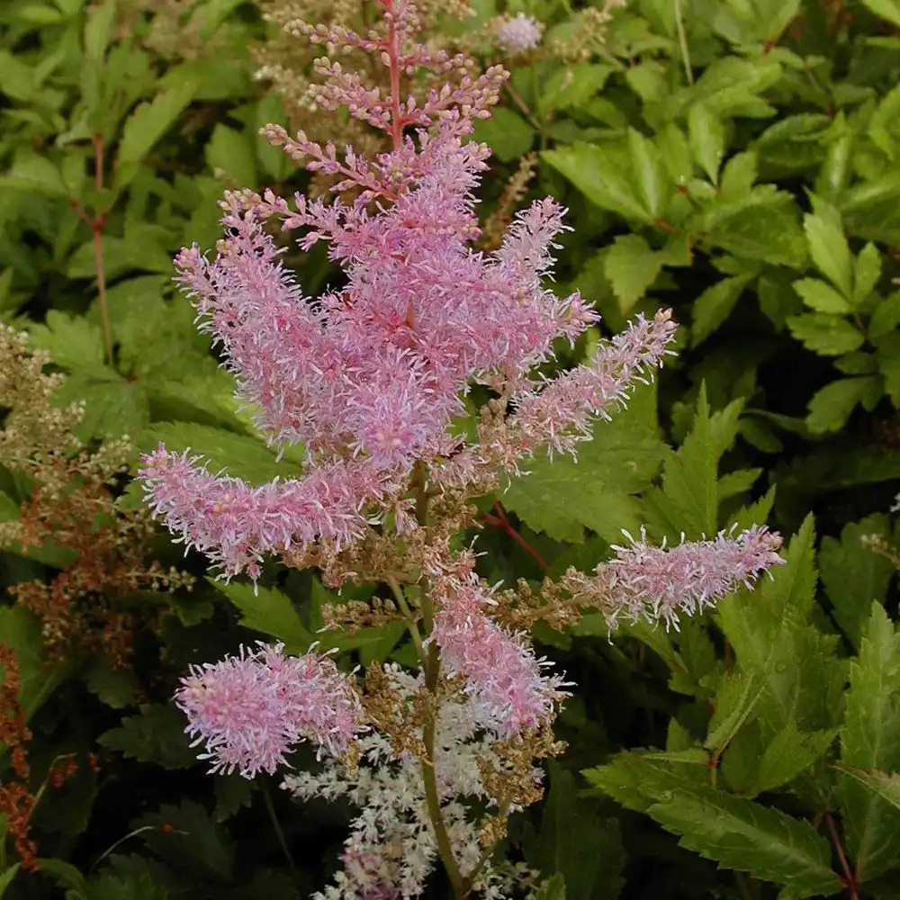 ASTILBE 'Anita Pfeifer'