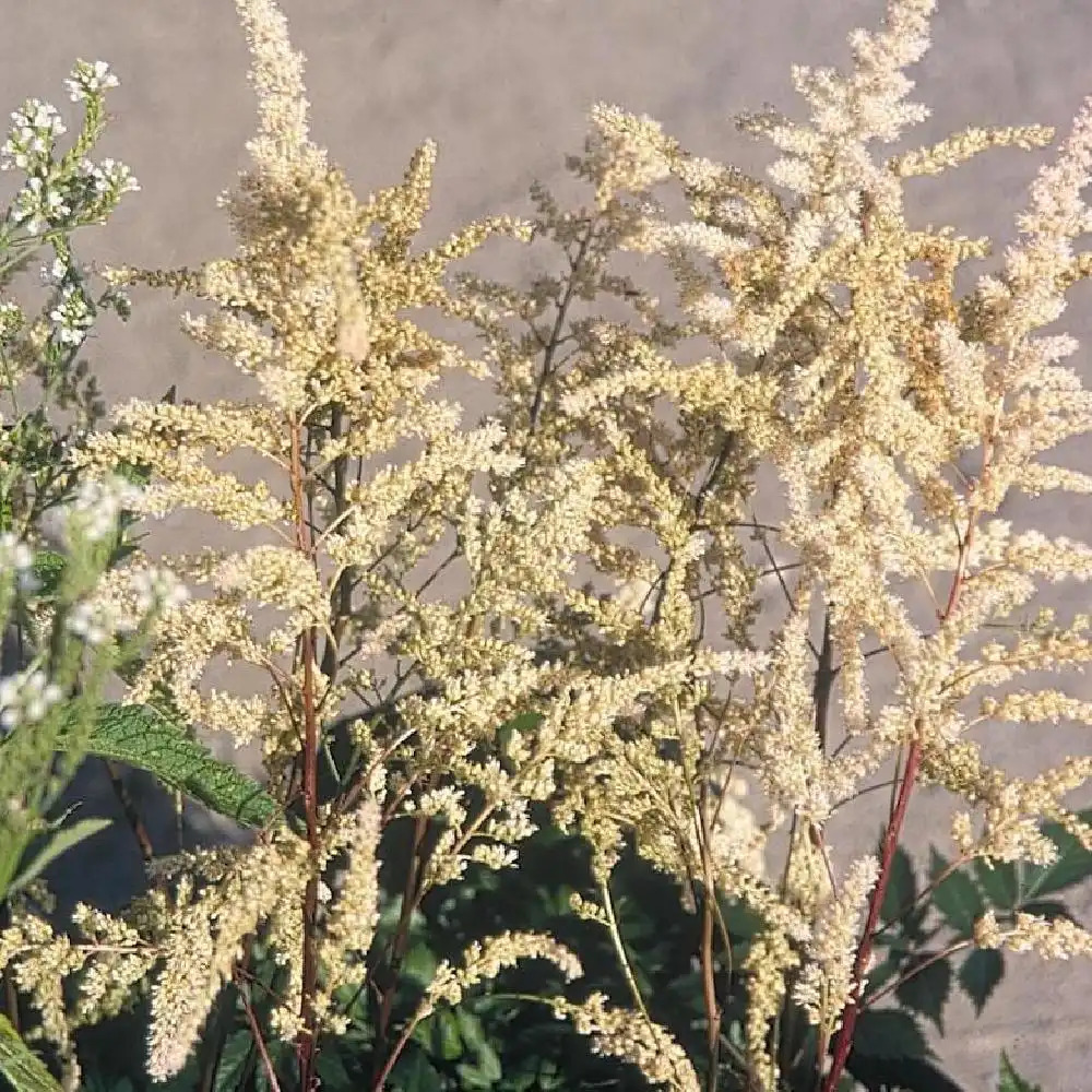 ASTILBE 'Bumalda'