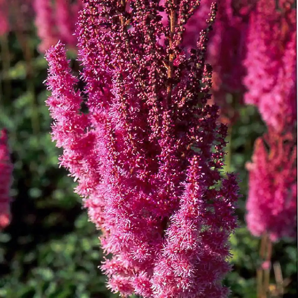 ASTILBE chinensis 'Purpurlanze'