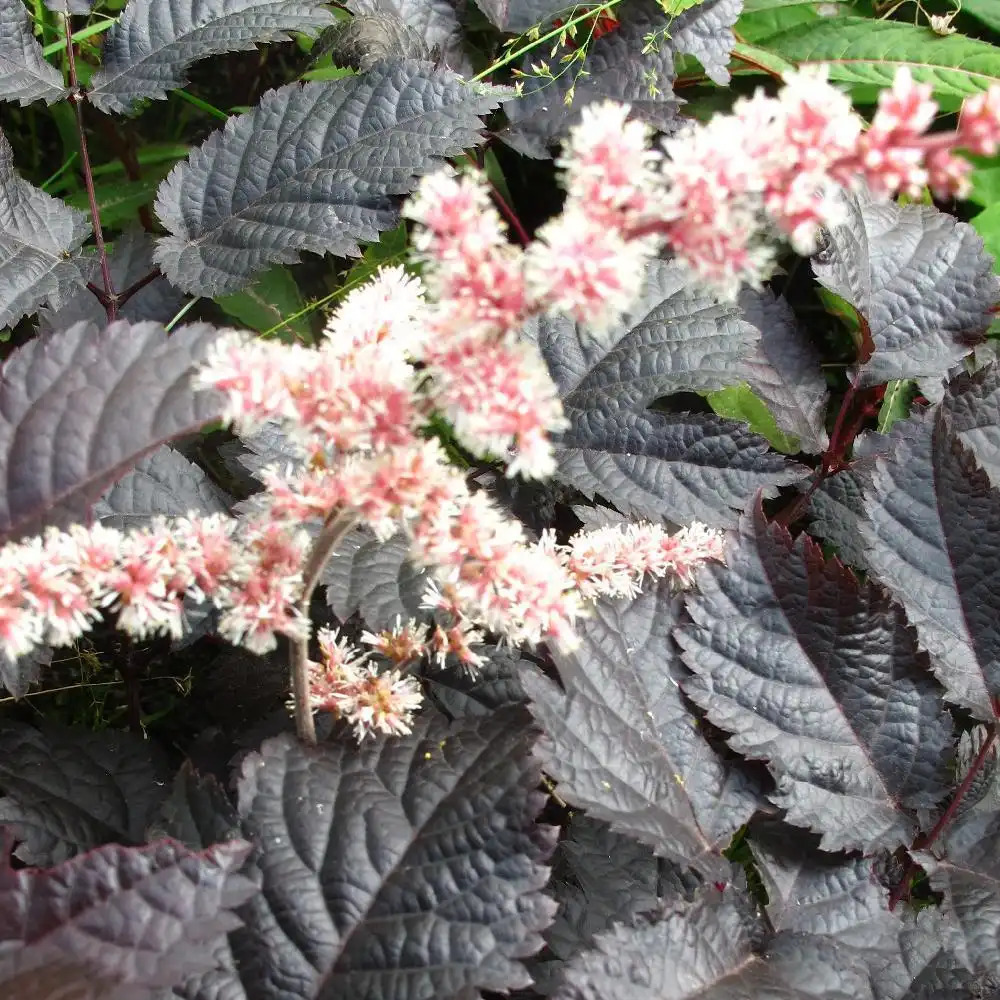 ASTILBE 'Chocolate Shogun'®