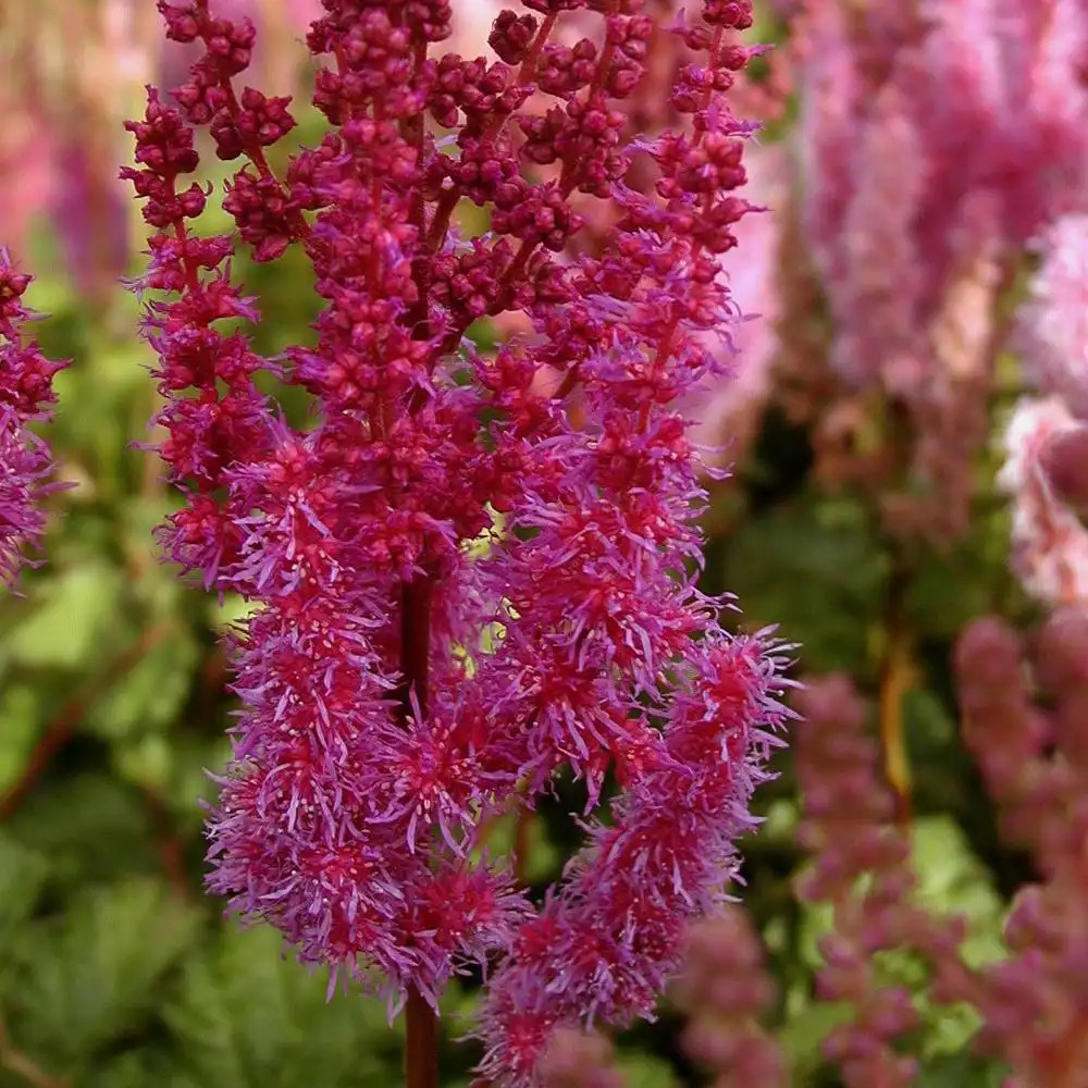 ASTILBE chinensis 'Superba'